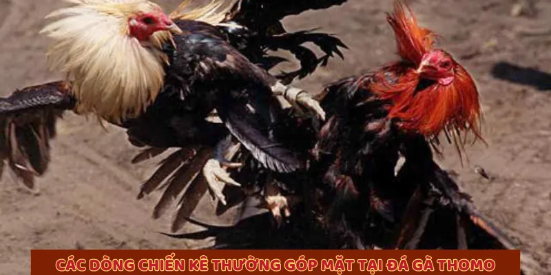 Các dòng chiến kê thường góp mặt tại đá gà Thomo 