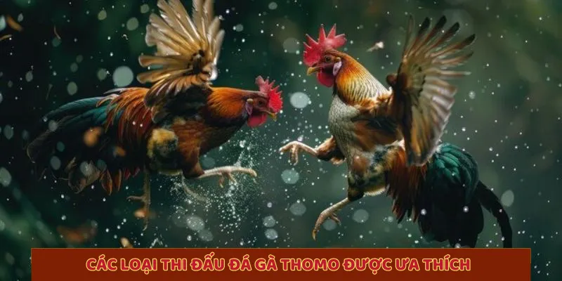 Các loại thi đấu đá gà Thomo được ưa thích 
