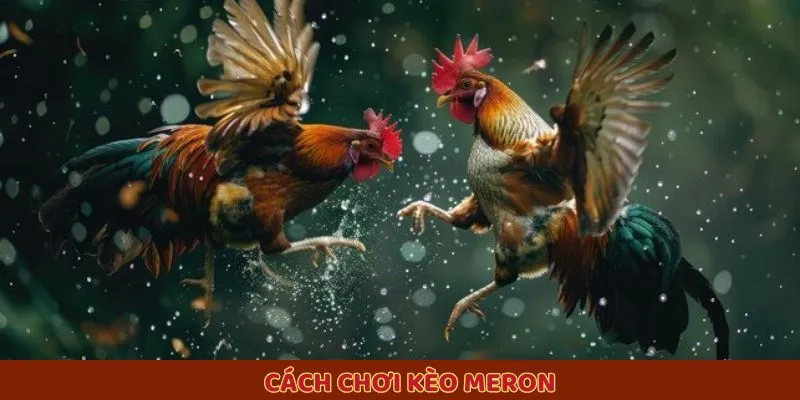 Cách chơi kèo Meron Cách chơi kèo Meron