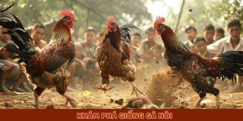Khám phá giống gà nòi Khám phá giống gà nòi