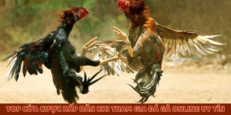 Top cửa cược hấp dẫn khi tham gia đá gà online uy tín